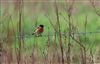 Photo of Stonechat at Sarratt Bottom, Buckinghamshire. Taken by Don Stone on 9th February 2026.