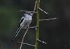 Photo of Long-tailed Tit at Lee Common , Buckinghamshire. Taken by Don Stone on 6th February 2026.