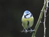 Blue Tit