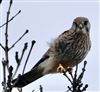 Photo of Kestrel at Little Marlow GP, Buckinghamshire. Taken by Graham Smith on 16th February 2026.