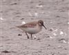 Photo of Dunlin at Dorney Common, Dorney, Buckinghamshire. Taken by David Cleal on 19th February 2026.