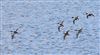 Photo of Shoveler at College Lake, Buckinghamshire. Taken by Don Stone on 14th February 2026.