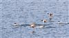 Photo of Shoveler at College Lake, Buckinghamshire. Taken by Don Stone on 14th February 2026.