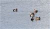 Photo of Wigeon at College Lake, Buckinghamshire. Taken by Don Stone on 14th February 2026.