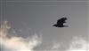 Photo of Raven at Ivinghoe Aston, Buckinghamshire. Taken by Don Stone on 14th February 2026.