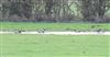 Photo of Wigeon at Ivinghoe Aston, Buckinghamshire. Taken by Don Stone on 14th February 2026.