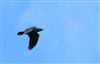 Photo of Raven at Ivinghoe Aston, Buckinghamshire. Taken by Don Stone on 14th February 2026.