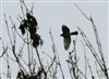 Photo of Sparrowhawk at Sarratt Bottom, Buckinghamshire. Taken by Don Stone on 17th February 2026.
