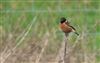 Photo of Stonechat at Sarratt Bottom, Buckinghamshire. Taken by Don Stone on 17th February 2026.