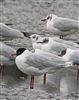 Photo of Mediterranean Gull at Dorney Common, Dorney, Buckinghamshire. Taken by Tony James on 20th February 2026.