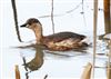 Photo of Little Grebe at Linford Reserve, Linford GPs, Buckinghamshire. Taken by Michael Haberfield on 20th February 2026.
