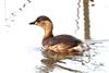 Photo of Little Grebe at Linford Reserve, Linford GPs, Buckinghamshire. Taken by Michael Haberfield on 20th February 2026.