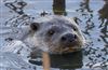 Photo of OTHER SPECIES at Linford Reserve, Linford GPs, Buckinghamshire. Taken by Michael Haberfield on 20th February 2026.