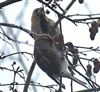 Photo of Redpoll at College Lake, Buckinghamshire. Taken by Sally Douglas on 31st January 2026.