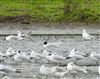 Photo of Mediterranean Gull at Dorney Common, Dorney, Buckinghamshire. Taken by Marcus Warden on 21st February 2026.