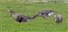 Photo of White-fronted Goose at Ivinghoe Aston, Buckinghamshire. Taken by Adrian Roach on 21st February 2026.
