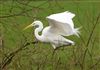 Photo of Great White Egret at Linford Reserve, Linford GPs, Buckinghamshire. Taken by Michael Haberfield on 21st February 2026.