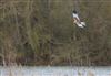 Photo of Marsh Harrier at Linford Reserve, Linford GPs, Buckinghamshire. Taken by Michael Haberfield on 31st January 2026.