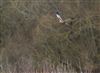 Photo of Marsh Harrier at Linford Reserve, Linford GPs, Buckinghamshire. Taken by Michael Haberfield on 31st January 2026.