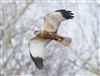 Photo of Marsh Harrier at Linford Reserve, Linford GPs, Buckinghamshire. Taken by Michael Haberfield on 31st January 2026.