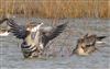 Photo of White-fronted Goose at Linford Reserve, Linford GPs, Buckinghamshire. Taken by Michael Haberfield on 22nd February 2026.