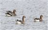 Photo of White-fronted Goose at Linford Reserve, Linford GPs, Buckinghamshire. Taken by Michael Haberfield on 22nd February 2026.