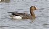 Photo of White-fronted Goose at Linford Reserve, Linford GPs, Buckinghamshire. Taken by Michael Haberfield on 22nd February 2026.