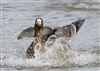 Photo of White-fronted Goose at Linford Reserve, Linford GPs, Buckinghamshire. Taken by Michael Haberfield on 22nd February 2026.
