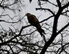 Photo of Red Kite at High Wycombe, High Wycombe, Buckinghamshire. Taken by Stefan Richers on 27th February 2026.