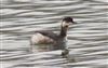 Photo of Black-necked Grebe at Little Marlow GP, Buckinghamshire. Taken by David Ferguson on 27th February 2026.