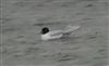Photo of Mediterranean Gull at Little Marlow GP, Buckinghamshire. Taken by David Ferguson on 27th February 2026.