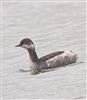 Photo of Black-necked Grebe at Little Marlow GP, Buckinghamshire. Taken by Tony James on 27th February 2026.