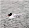 Photo of Mediterranean Gull at Little Marlow GP, Buckinghamshire. Taken by Tony James on 27th February 2026.
