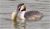 Photo of Great Crested Grebe at Linford Reserve, Linford GPs, Buckinghamshire. Taken by Robert Meardon on 23rd February 2026.