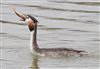 Photo of Great Crested Grebe at Linford Reserve, Linford GPs, Buckinghamshire. Taken by Robert Meardon on 23rd February 2026.