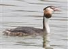 Photo of Great Crested Grebe at Linford Reserve, Linford GPs, Buckinghamshire. Taken by Robert Meardon on 23rd February 2026.