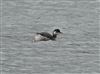 Photo of Black-necked Grebe at Little Marlow GP, Buckinghamshire. Taken by John Edwards on 27th February 2026.