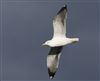Photo of Lesser Black-backed Gull at Linford Reserve, Linford GPs, Buckinghamshire. Taken by Michael Haberfield on 28th February 2026.