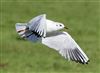 Photo of Black-headed Gull at Linford Reserve, Linford GPs, Buckinghamshire. Taken by Michael Haberfield on 22nd February 2026.