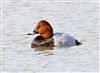 Pochard at Linford Reserve, Linford GPs, Buckinghamshire. Photographed by Michael Haberfield on 22nd February 2026.