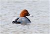 Pochard at Linford Reserve, Linford GPs, Buckinghamshire. Photographed by Michael Haberfield on 28th February 2026.