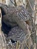 Little Owl at Milton Keynes, Central, Milton Keynes, Buckinghamshire. Photographed by Michael Haberfield on 25th February 2026.