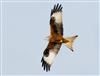 Photo of Red Kite at Linford Reserve, Linford GPs, Buckinghamshire. Taken by Michael Haberfield on 24th February 2026.