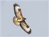 Photo of Buzzard at Linford Reserve, Linford GPs, Buckinghamshire. Taken by Michael Haberfield on 24th February 2026.