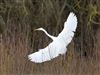 Photo of Great White Egret at Linford Reserve, Linford GPs, Buckinghamshire. Taken by Michael Haberfield on 28th February 2026.