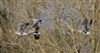 Photo of White-fronted Goose at Linford Reserve, Linford GPs, Buckinghamshire. Taken by Michael Haberfield on 28th February 2026.