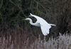 Photo of Great White Egret at Linford Reserve, Linford GPs, Buckinghamshire. Taken by Michael Haberfield on 28th February 2026.