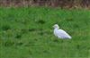 Photo of Cattle Egret at Shabbington, Buckinghamshire. Taken by Don Stone on 1st February 2026.