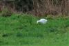 Photo of Cattle Egret at Shabbington, Buckinghamshire. Taken by Don Stone on 2nd February 2026.