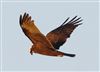Photo of Marsh Harrier at Linford Reserve, Linford GPs, Buckinghamshire. Taken by Michael Haberfield on 4th February 2026.